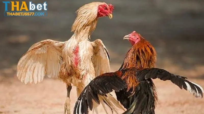 Chiến kê sở hữu vóc dáng cao lớn, tung đòn hiểm
