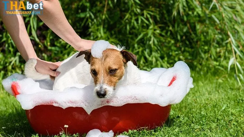 Giải mã giấc mơ đang tắm cho chó chính xác