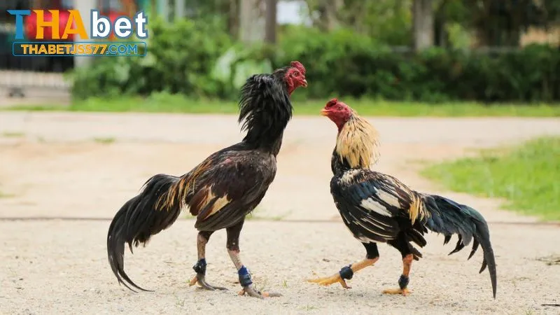 Cá cược chọi gà hàng xáo hấp dẫn tại nhà cái Thabet