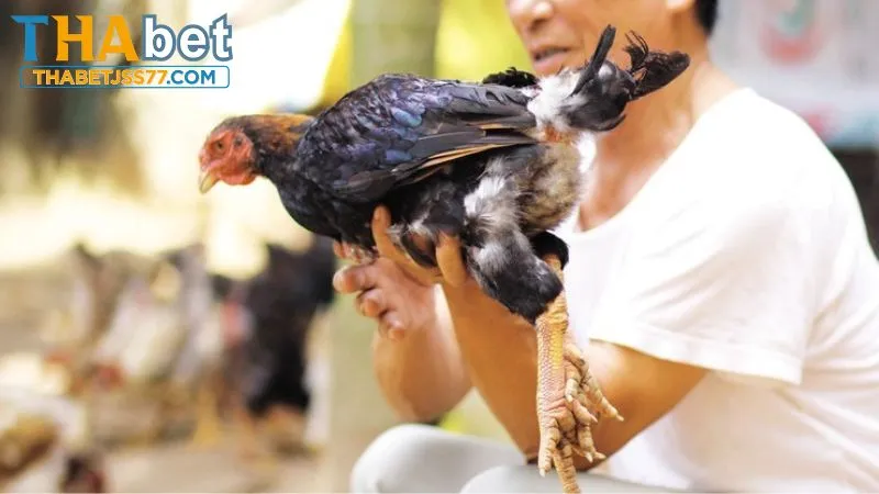 Các dòng gà thường xuất hiện chân điểm thường gặp