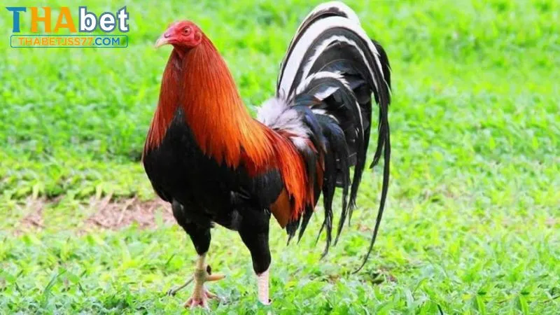 Chọn chiến kê phong thủy tốt dựa theo màu lông