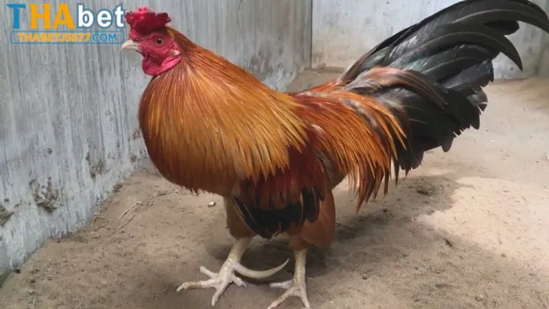 Gà Cao Lãnh luôn sở hữu những ưu điểm vượt trội
