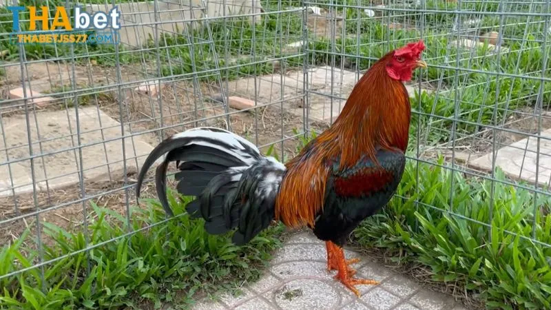Gà đá Cao Lãnh là chiến kê hàng đầu tại miền Tây