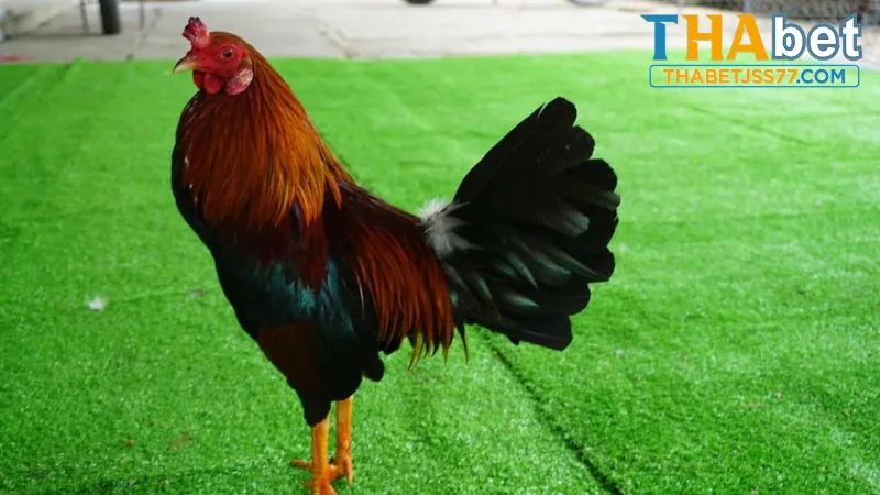 Gà tre Cao Lãnh với tốc độ di chuyển nhanh, linh hoạt